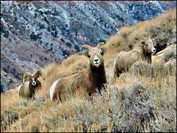 Gray Jay Press- Visitors Guide to the Ruby Mtns- Bighorn Sheep